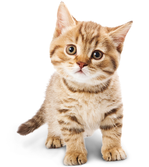 Adorable-Cat-PNG